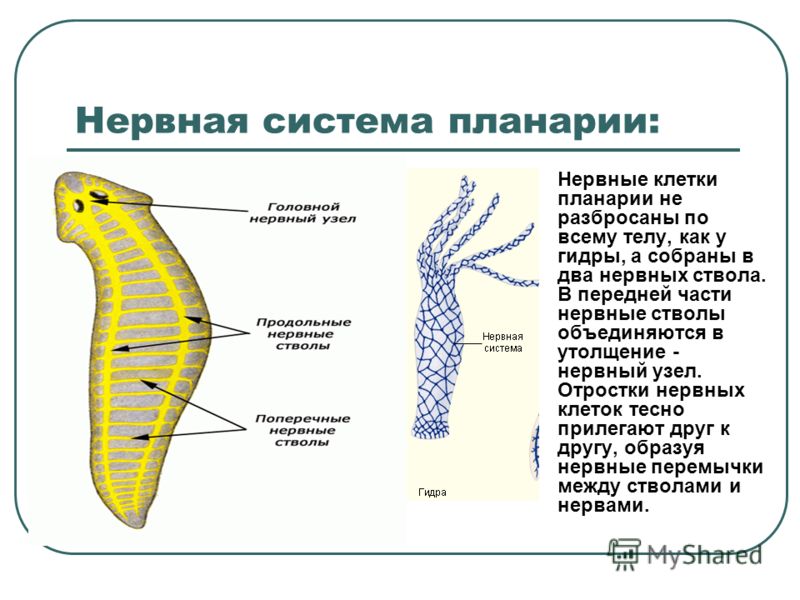 Кракен наркошоп сайт