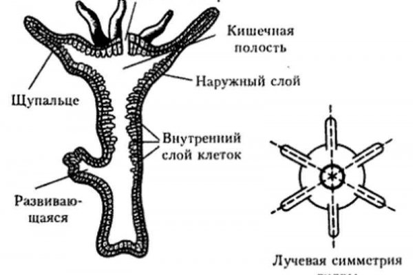 Kraken market3